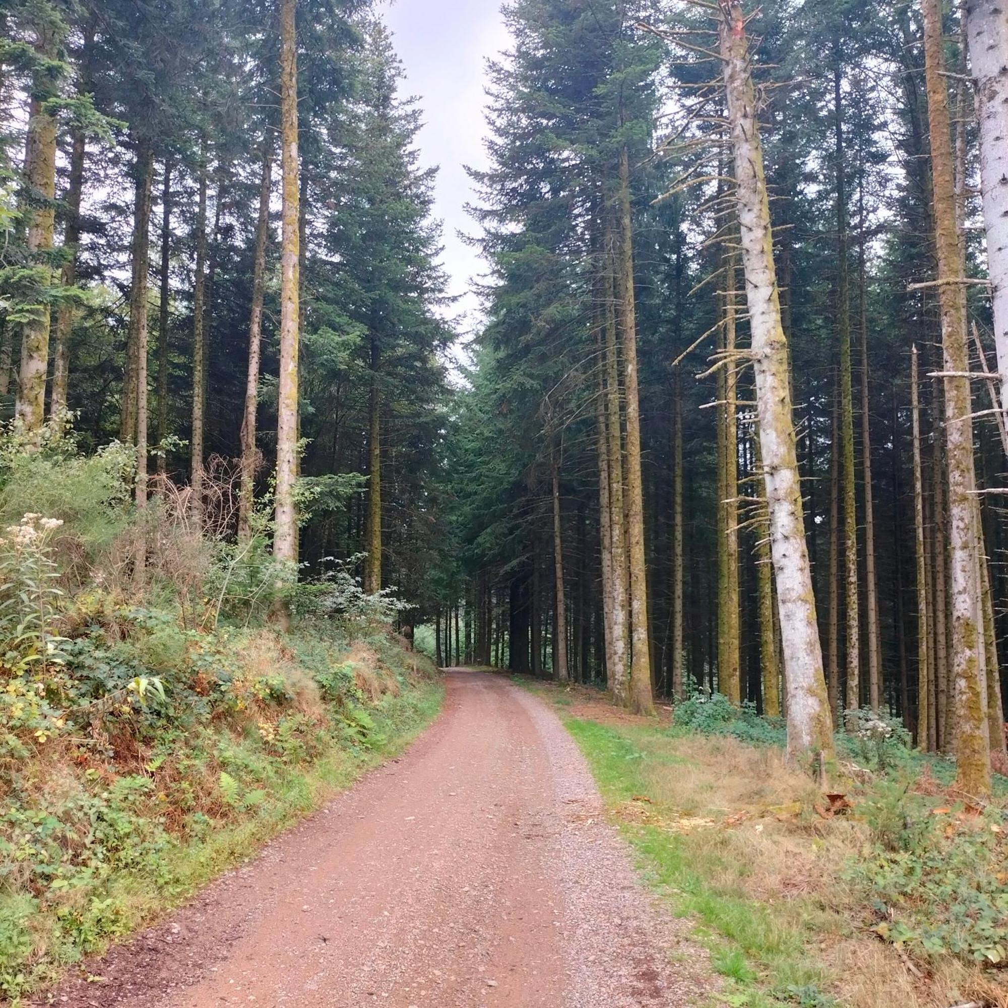 Gite Des Sapins Ranchal Dış mekan fotoğraf